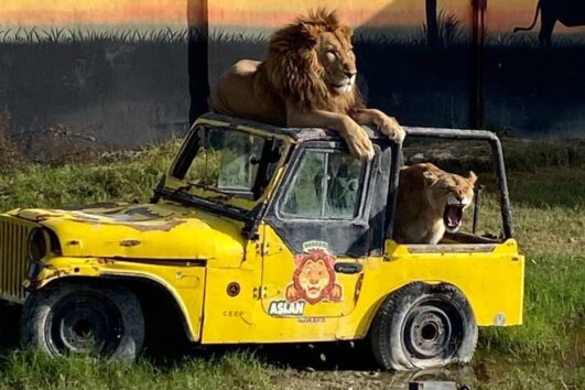 Парк дикой природы Land of Lions: Львы, тюлени и парк динозавров